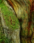 Oak Detail